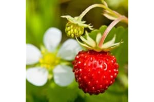 GROSEEDS - Fruit Seeds, Strawberry - Alexandria, F-STR-01, 420 Seeds Minimum Per Packet.