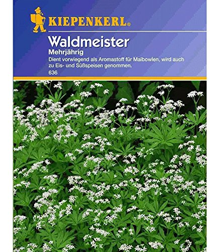 Waldmeister mehrjährig, 1 Tüte Samen