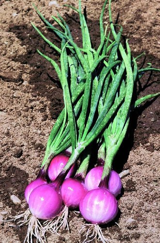 Just Seed - Gemüse - Mini Zwiebel - Purplette - 400 Samen