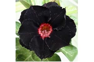 Adenium obesum Black Swamp - Rose du désert - Faux baobab - 3 graines