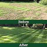 The Grass People SUPERSTAR: Back Lawn 10kg Grass Seed Lawn Seed Perfect for Families, Luxury Lawn, High Quality lawn, Hard Wearing and Attractive Grass Lawn