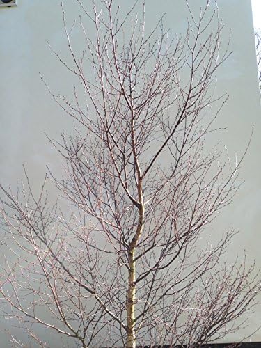 Decorative Birch Wishing Tree 8ft Natural with Stand (Wedding Tree)