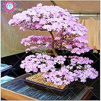 Bonsai-Baum Japanische Sakura Samen Seltene japanische Kirschblüten-Blumen-Samen in Bonsai, Rosa Prunus Serrulata 10…