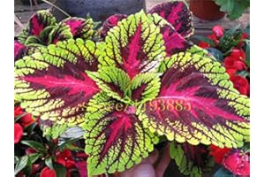 SVI 200 Graines PCS Colored Herbe, Graines Vivaces fleurs en pot Bonsai Plante Coleus Blumei Hot fleurs graines coleus graines