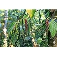 Black pepper live plant grafted,live plant for grafted black peppper (Pack of 2)