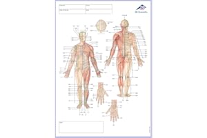 3B Scientific 1017887 Acupuncture Medridian Notepad, IT