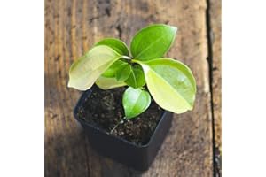 HAPPY EXOTICS 1 Zimtbaum | Cinnamomum/verum/zeylanicum | Ceylon-Zimtpflanze aus Samen aus Sri Lanka | Selten in der EU | Ceylon Zimt Zimmerpflanze | Kanehlpflanze im 7 cm Topf