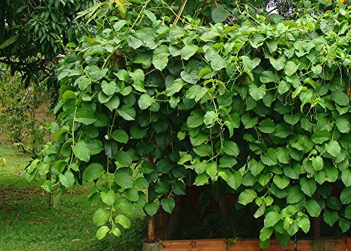 SAFLAX – Riesengranadilla / Königsgranadilla – 12 Samen – Mit Substrat – Passiflora quadrangularis - 7