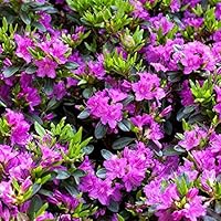 Rhododendron obt. 'Königstein' Japanische Azalee 20-25cm im Topf gewachsen