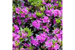 PLANTAPRO Rhododendron obtusum 'Königstein' 20–25 cm – Winterhart, Immergrün, Mehrjährig – Japanische Azalee – Zierstrauch für Garten & Kübel