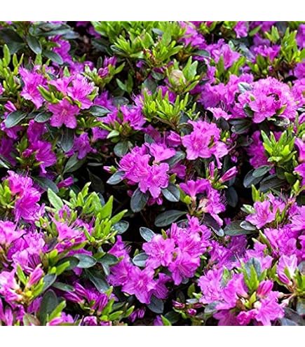 Zwerg Rhododendron Blaue Mauritius 15-20cm - Rhododendron impeditum - Zwerg  Alpenrose : Amazon.de: Garten