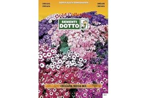 Sementi Dotto Semi di Cineraria hybrida in Mix - h cm 25