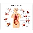 2 x 10cm Human Organs Diagram Vinyl Stickers - Biology Science Sticker #34410 (10cm Wide)