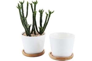T4U 2 pcs Pot de Succulent en Céramique Blanc Rond 8 cm avec Plateau en Bambou, Cactus Planteur, Pot Jardinière Contenant Décoration de Maison et Bureau…