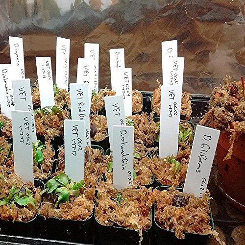 BALFER Plastik Pflanzenstecker Stecketiketten zum Beschriften Pflanzschilder Schilder für Kräuter Gemüse Holz Garten 6*10 CM (Weiß, 50 X “T” Form & 100 X “1” Form Stk) - 8