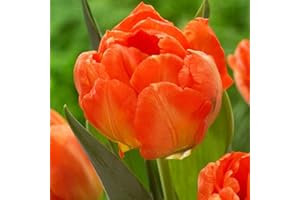 COOTO 5x Tulipanes Bulbos de Flores para plantar Bulbos de Tulipanes exterior Naranjas Tulipán Doble Double Orange