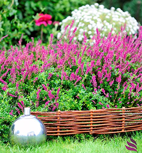 Natürliche Beeteinfassung: 10 Elemente (40cm hoch) – Steckzaun in 25 verschiedenen Größen, Rasenkante, Weidenzaun – imprägniert, Länge:100cm - 4