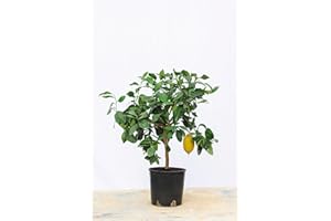 GENERIC Web Garden Centre - Citrus Lemon Tree Scented Plant for Outdoors, Indoors and Garden, Grows Edible Exotic Lemons. 1 x Citrus x Limon at 55cm in 5L Pot