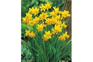 BLUMENHANDEL ULLRICH 100 Narzissen mehrblütig Tete a Tete Blumenzwiebeln Narcissus