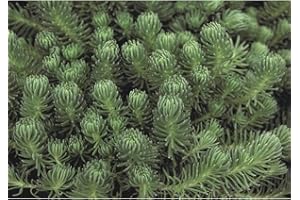 Sedum Green Ball - blaugrüne Polster-Fetthenne im Topf 12 cm - in Gärtnerqualität von Blumen Eber