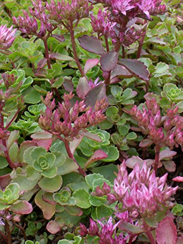 Sedum spurium Purpurteppich, 100 Pflanzen - 5