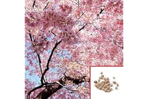 SVI Japanische Sakura Blüte Kirschblüten-Bonsai-Baum 10 Samen