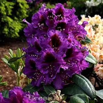 bronzegelb blühende Garten Azalee Rhododendron luteum