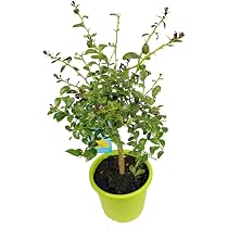Kaviar-Limette - Fingerlimette - Microcitrus Australasica - echte ...