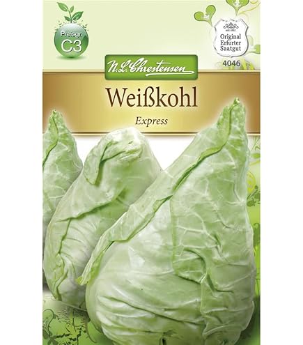 Quedlinburger Saatgut Spitzkohl, Express (Erstling) Samen : Amazon.de:  Garten