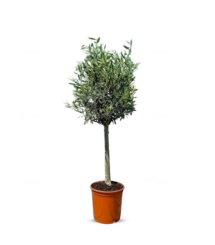 Olivier Buisson Naturel - Olea Europea Avec Olives Comestibles | Plante Méditerranéenne
