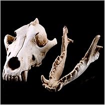 Modello Teschio Lupo In Resina - 20x14x8 Cm, Per Decorazione, Collezione, Halloween - Foto 7