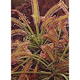 TROPICA - Sonnentau (Drosera capensis) - 200 Samen inklusive Kultursubstrat