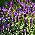 Pack of 6 French Lavender 'Stoechas' Perennial Garden Plug Plants