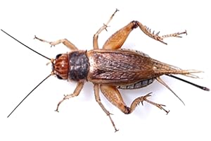 The Mealworm Company LIVEFOODS DIRECT Silent Crickets Medium - Prepack of 100-125 Size 4 13-18mm Silent Medium Prepack