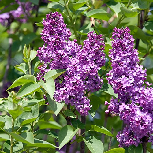 Flieder helllila blühend, 2 Pflanzen - 3