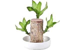 NIHEXO Mini Brazil Lucky Wood - Desktop Ornaments Hydroponic Potted Plant Stump Small Plant Indoor Office Plant, Plant Lucky Wood Bedroom to Purify The Air Indoor Brazilian