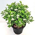 Gorgeous Glory Garden Live Murraya paniculata Madhu Kamini Flower Live Plant With Pot Outdoor Garden Decor Live Plant With Pot