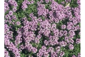SOUTH EASTERN HORTICULTURAL Pack X6 Creeping Thyme 'Coccineus' Perennial Garden Herb Plug Plants