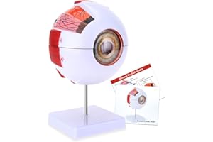 RONTEN 6X Enlarged Human Eye Anatomical Model - Accurate Eye Model Shows Optic Nerves Cornea Iris Lens and Vitreous Body with Removable Stand