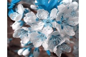 GENERIC Germination Seeds: 10 Seeds - Banisteriopsis Caapi Yellow (Yage) from Peru