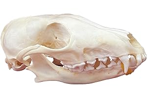 KSVMOAG Taxidermy Real Animals Skulls, Real Bones Specimen, Taxidermy Supplies for Science Education,oddities gift (Fox Skull(Approx.14cm))
