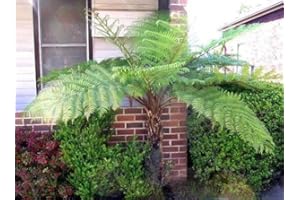 BLUMEN-SENF Cyathea australis Tree Fern Approx. 40 cm - Australian Tree Fern in Pot - Fast Growing, Exotic and Large Fern - Evergreen Ornamental Plant for Garden, Patio & Conservatory