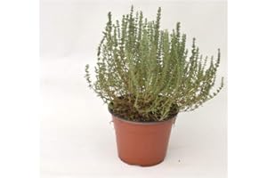 MONDOPIANTE Pianta Timo Vaso 7cm