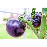 Lila Tomaten 30 Samen -voll von Antioxidantien, Spaß zu wachsen, süß (Tomato Purple)
