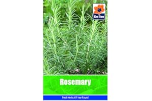 GENERIC Rosemary Seeds - 35 Seeds Vegetable Grow Your Own Garden Salad Herb Vegetable Seed