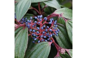 Viburnum davidii - Evergreen Shrub with White Flowers and Blue Berries | Low Maintenance Garden Plant for Borders and Mixed Plantings - 1x 9cm Potted Plants by Thompson & Morgan