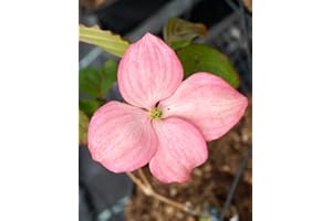FLORANZA.DE Japanischer Blumen-Hartriegel Satomi Cornus kousa chinensis Satomi Containerware 60-100 cm