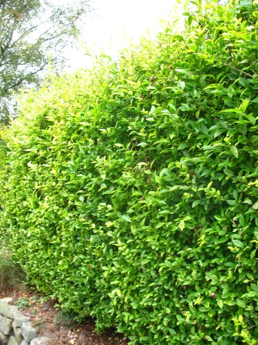 Goldliguster Ligustrum ovalifolium Aureum 100 – 125 cm hoch im 5 Liter Pflanzcontainer - 3