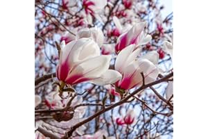 BRKENT Albero Di Magnolia Semi Resistenti Albero Semi Di Piante Di Magnolia Piante Da Balcone Resistenti Piante In Vaso Albero Semi Di Bonsai Semi Di Alberi Da Interno Semi Di Fiori Regali Di Albero 25 Semi