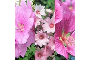CARBETH PLANTS 3 x Lavatera Mix Inv Varieties Like 'Rosea' - 'Barnsley' - 'Burgundy Wine' - 'Silver Barnsley' Tree Mallow Plants